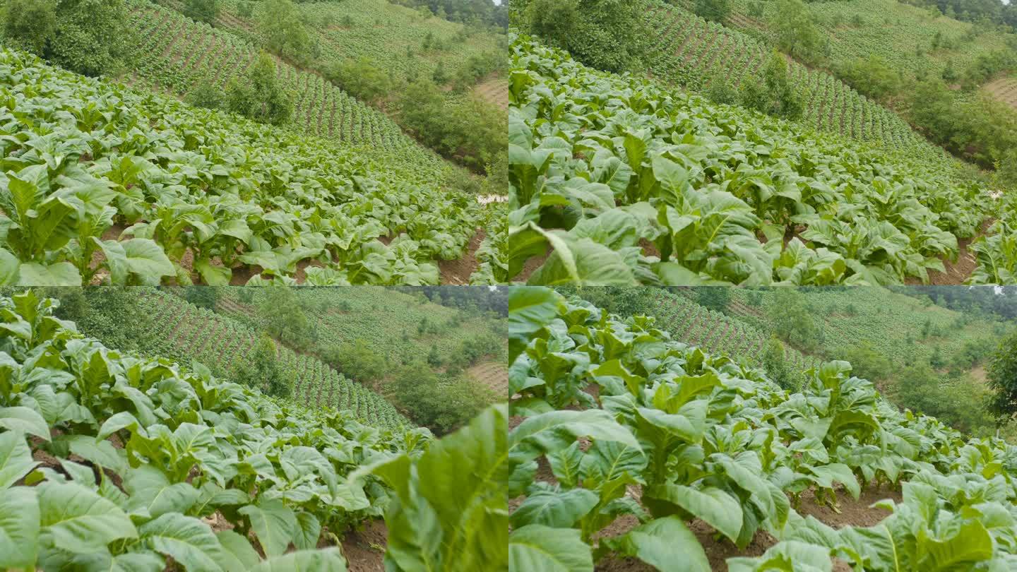 烟草田鸟瞰图田地山区种植丰收