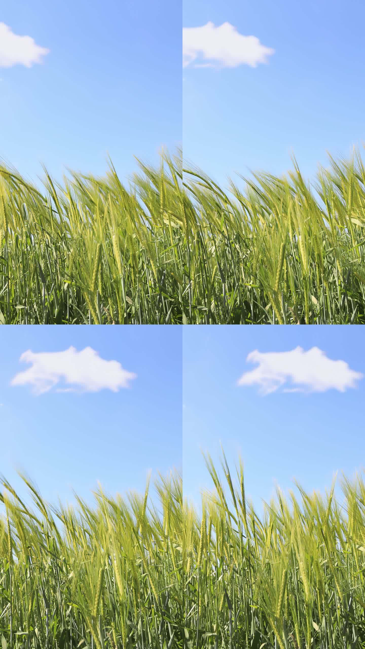 小麦在风中摇曳，天空湛蓝，一朵快速移动的云从左向右移动。