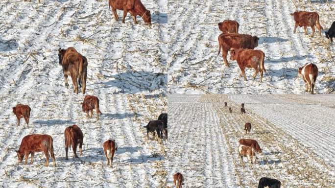 东北乡村雪后放牛 吃草 特写