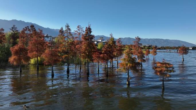 大理洱海生态自然风景航拍4k