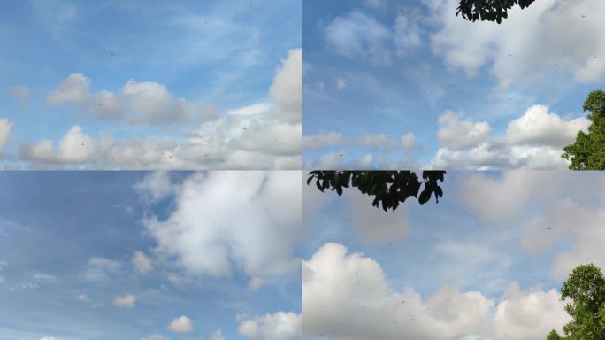 空中飞舞的蜻蜓