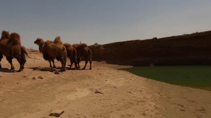 野水坑喝水的骆驼