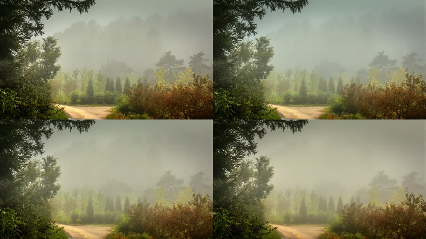 森林 晨雾 天然氧吧 迷失