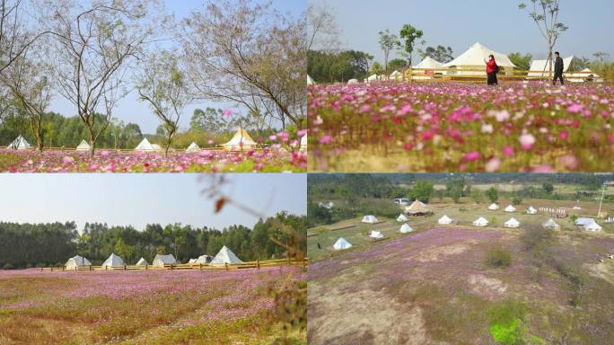 格桑花露营基地秋天