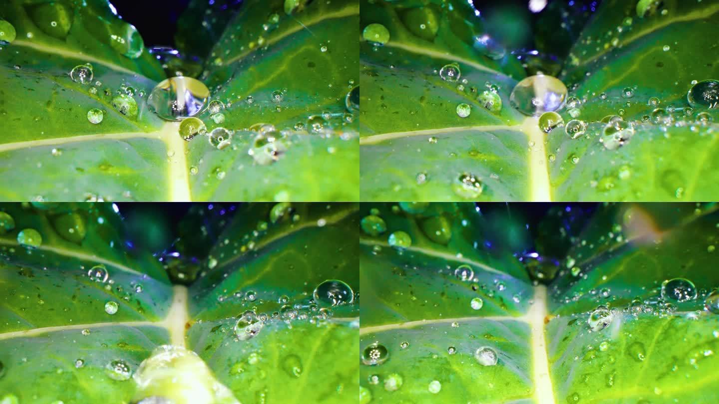 微距大自然雨滴森林水珠绿色露水滴落在叶子