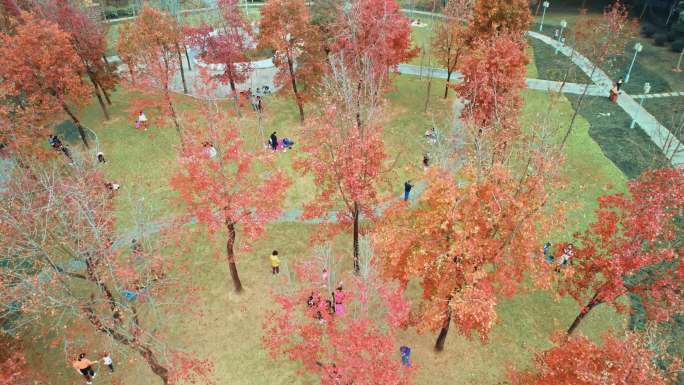 广东顺德顺峰山公园枫叶林