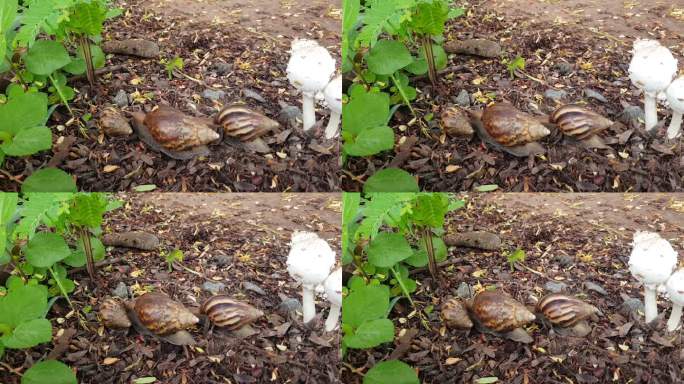 蜗牛生活两只蜗牛雨后潮湿白色蘑菇