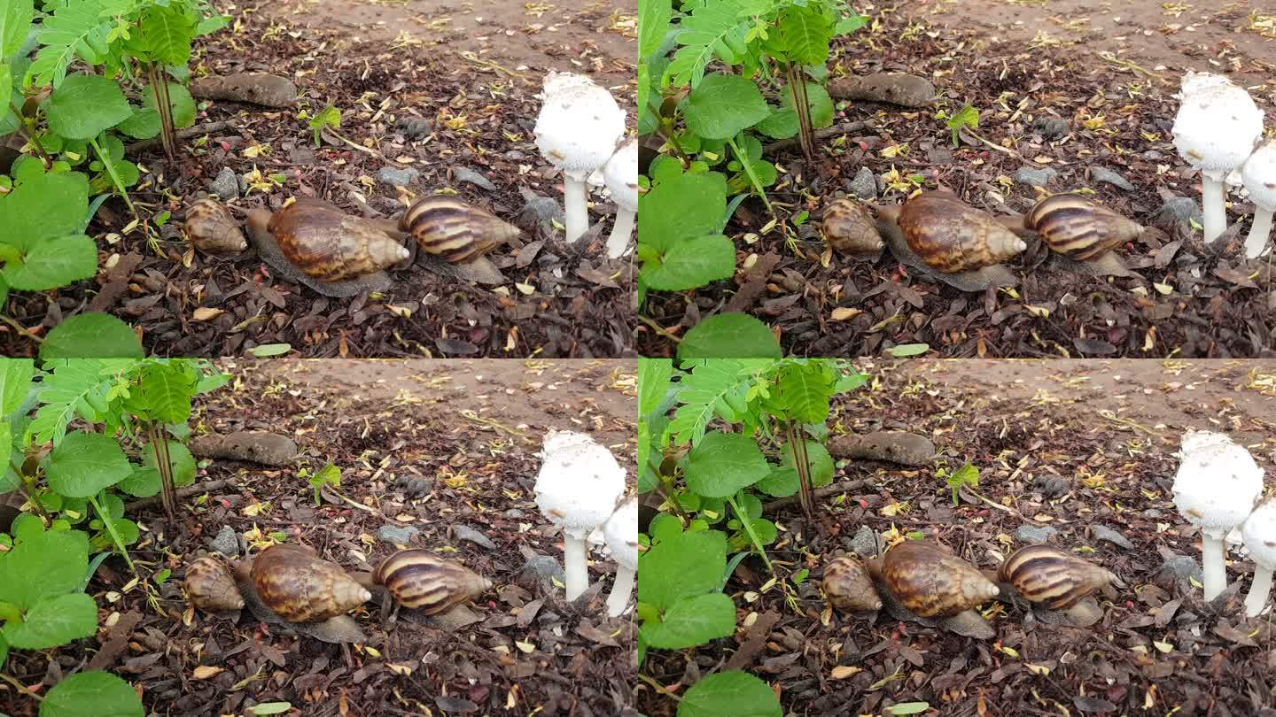 蜗牛生活两只蜗牛雨后潮湿白色蘑菇