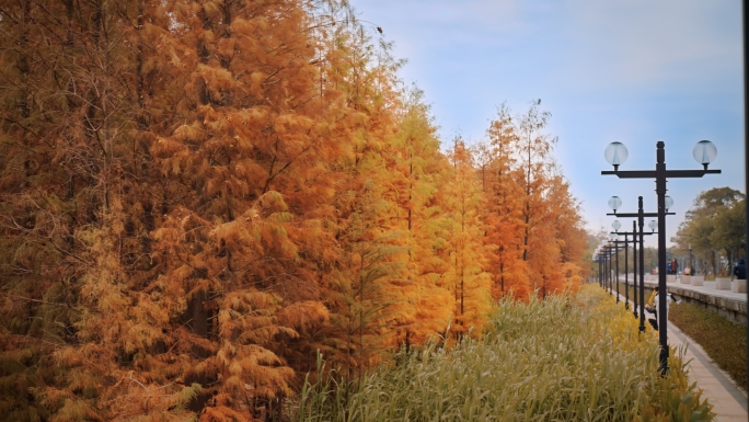湿地公园秋天黄色的红杉树
