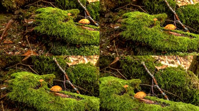 郁郁葱葱的秋林。秋天森林地面上郁郁葱葱的绿叶，蘑菇覆盖在背景中。线性捕捉相机移动。