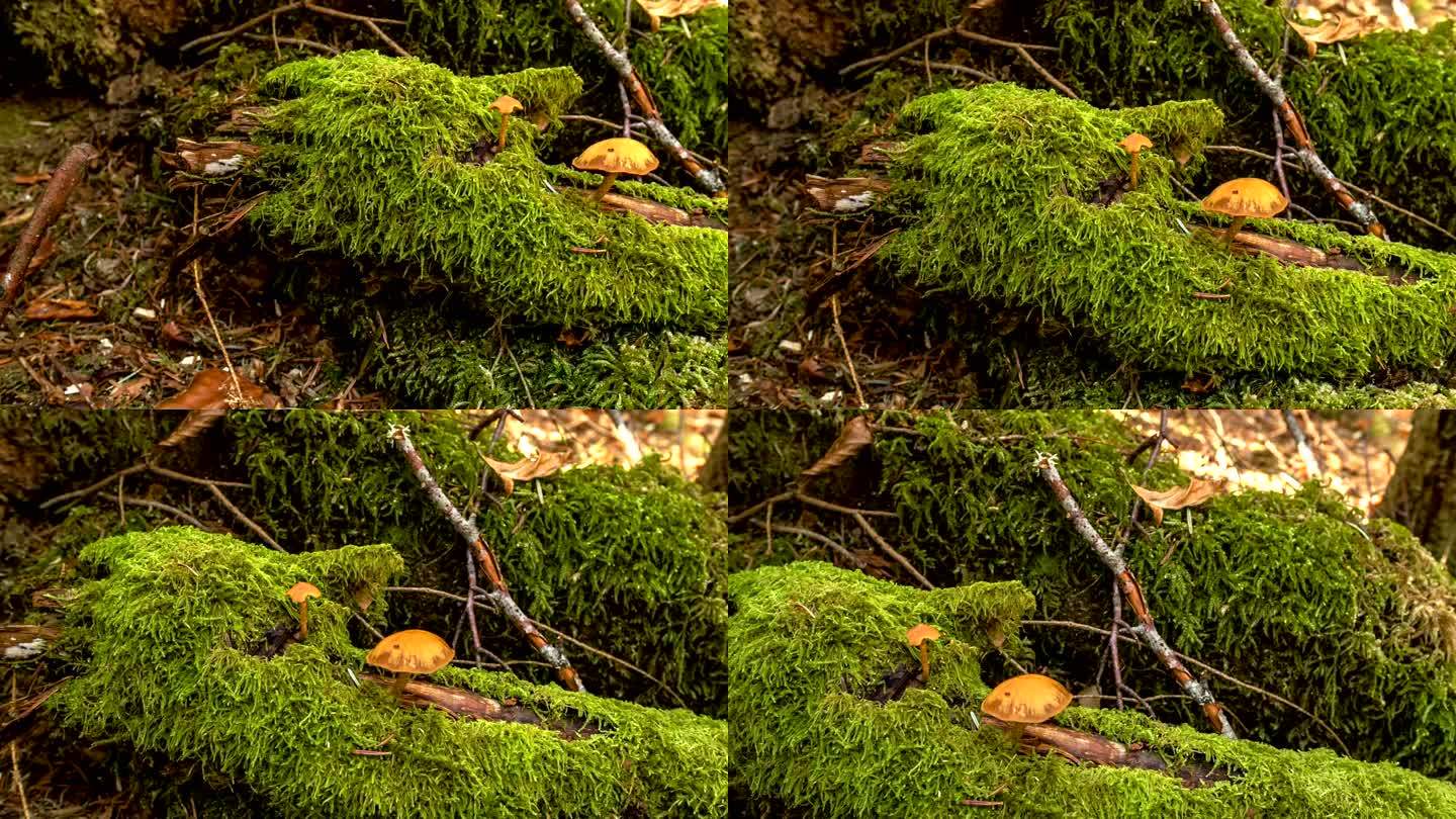 郁郁葱葱的秋林。秋天森林地面上郁郁葱葱的绿叶，蘑菇覆盖在背景中。线性捕捉相机移动。