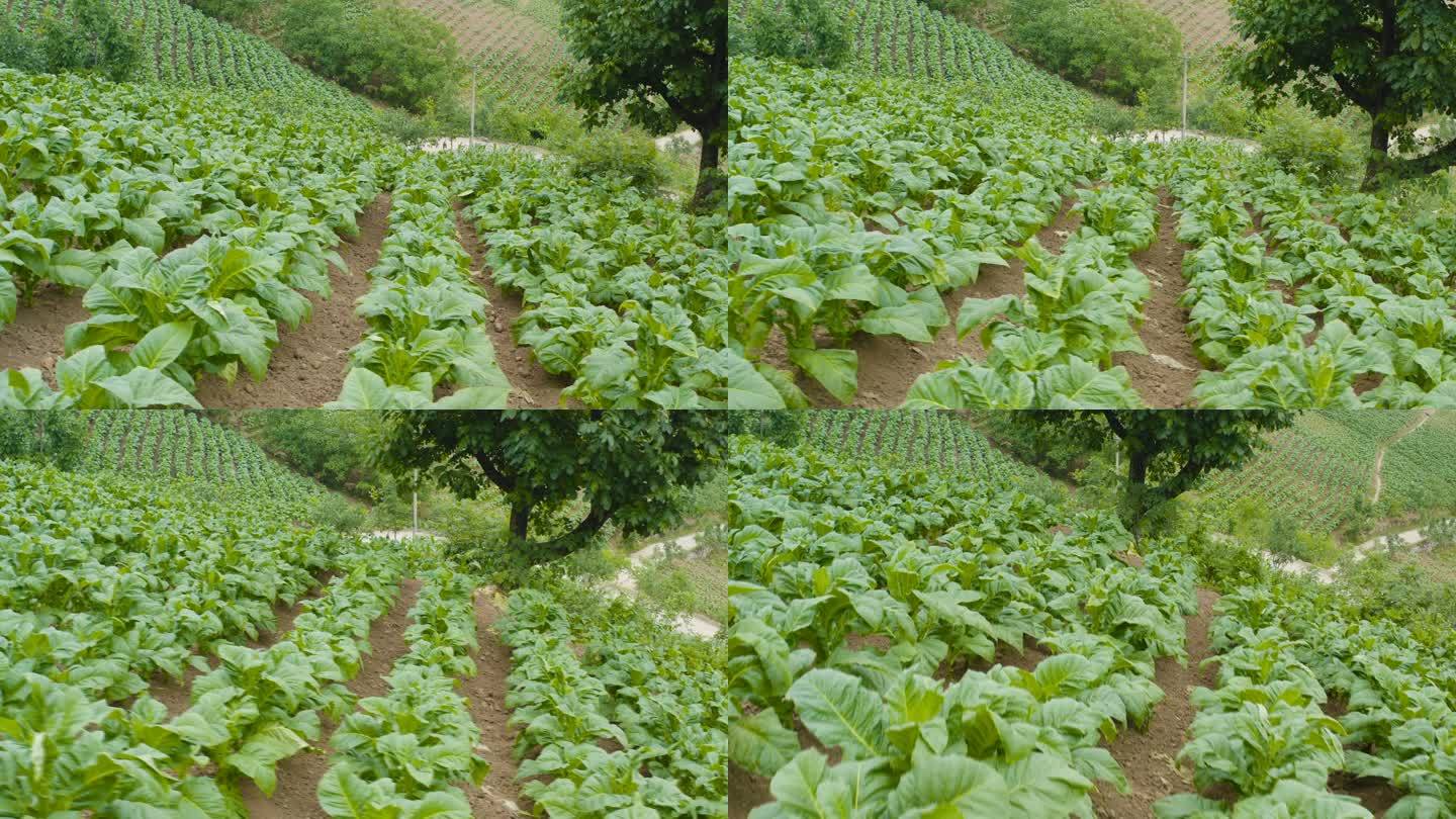 烟草田鸟瞰图中国烟草农田绿色生态种植园