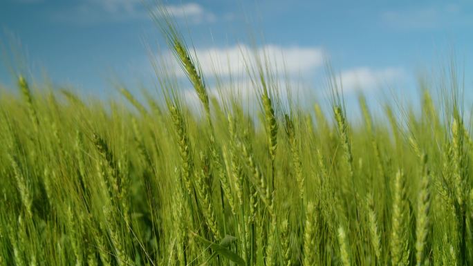 小麦作物麦穗麦田抽穗灌浆期丰收在望