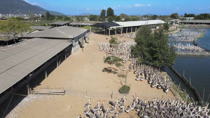 养鹅厂大型狮头鹅养殖场大景航拍