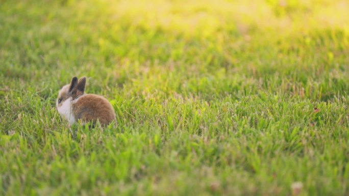 兔子幼仔小兔子草地上
