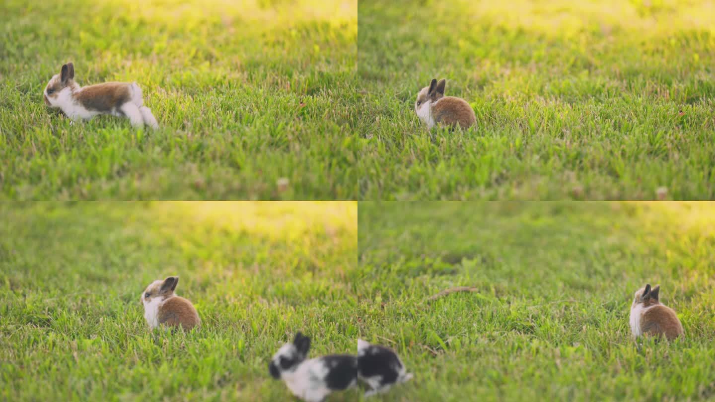兔子幼仔小兔子草地上