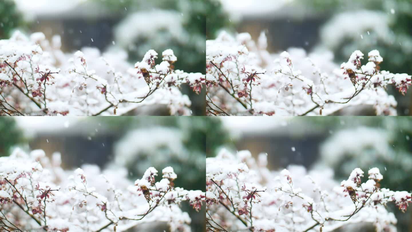 雪花飘落在植物上，积雪
