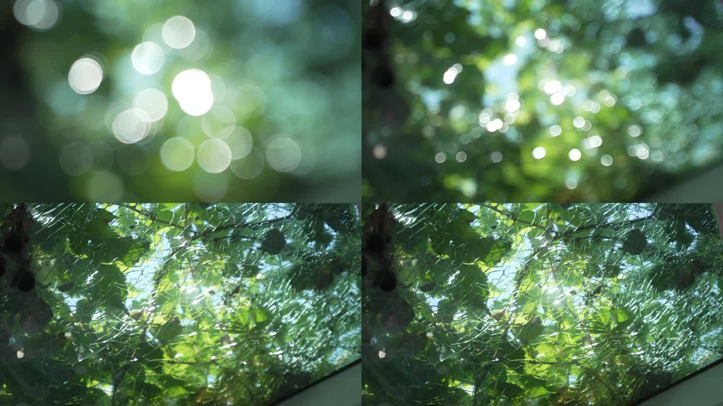 阳光透过树叶照在破碎的玻璃上