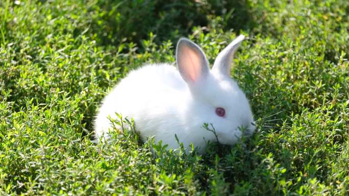 草地上可爱的小白兔吃草