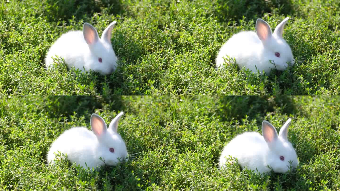 草地上可爱的小白兔吃草