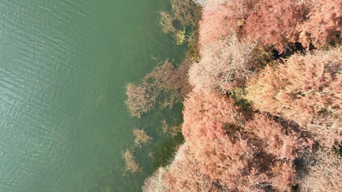 深圳坪山大山陂水库