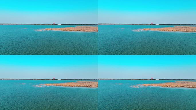 0112冬天 湛蓝的湖水中芦苇野鸭白鹭