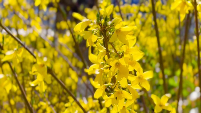 连翘花迎春、迎春花盛开