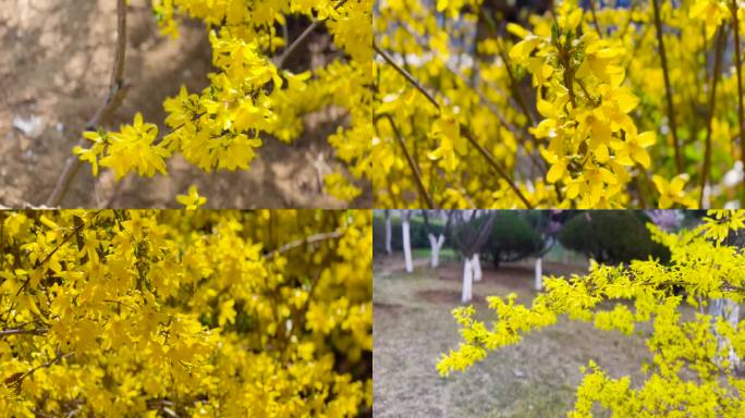 连翘花迎春、迎春花盛开