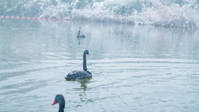 观山湖公园红嘴海鸥0