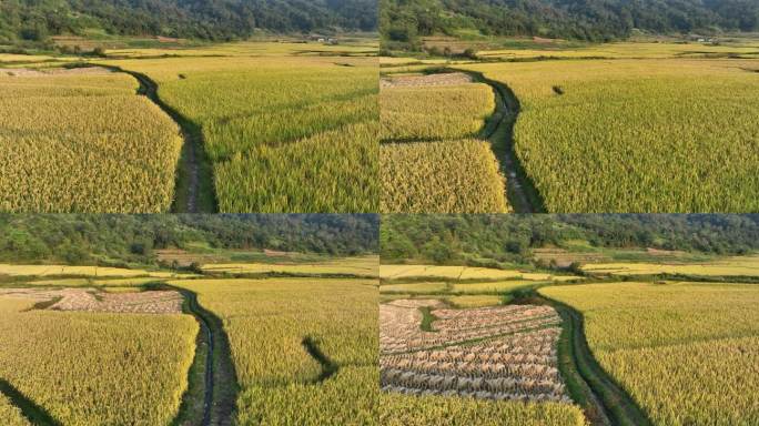 农民走在金色稻田的田埂上