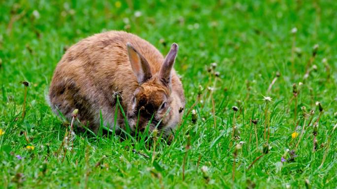 兔子吃草可爱小兔子