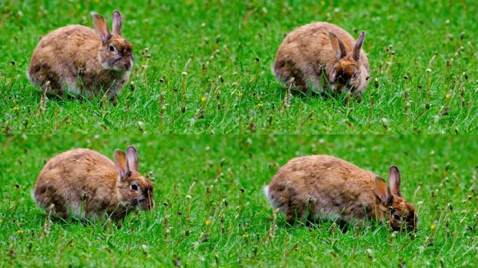 兔子吃草可爱小兔子