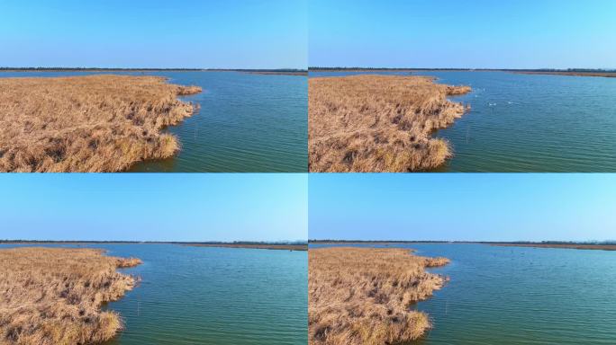 0132冬天 湛蓝的湖水中芦苇野鸭白鹭