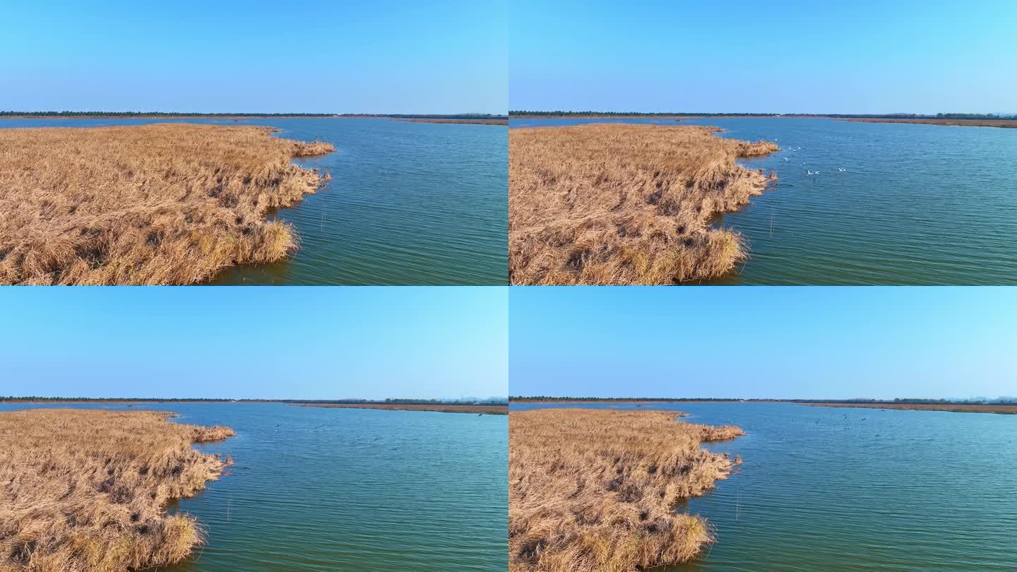 0132冬天 湛蓝的湖水中芦苇野鸭白鹭