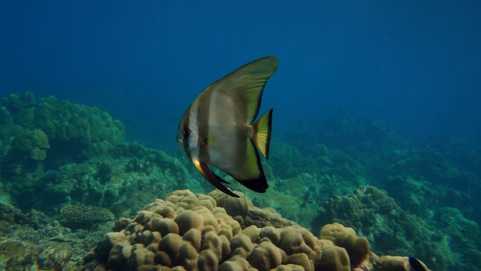 蝙蝠鱼在海底游泳海底世界热带鱼游泳