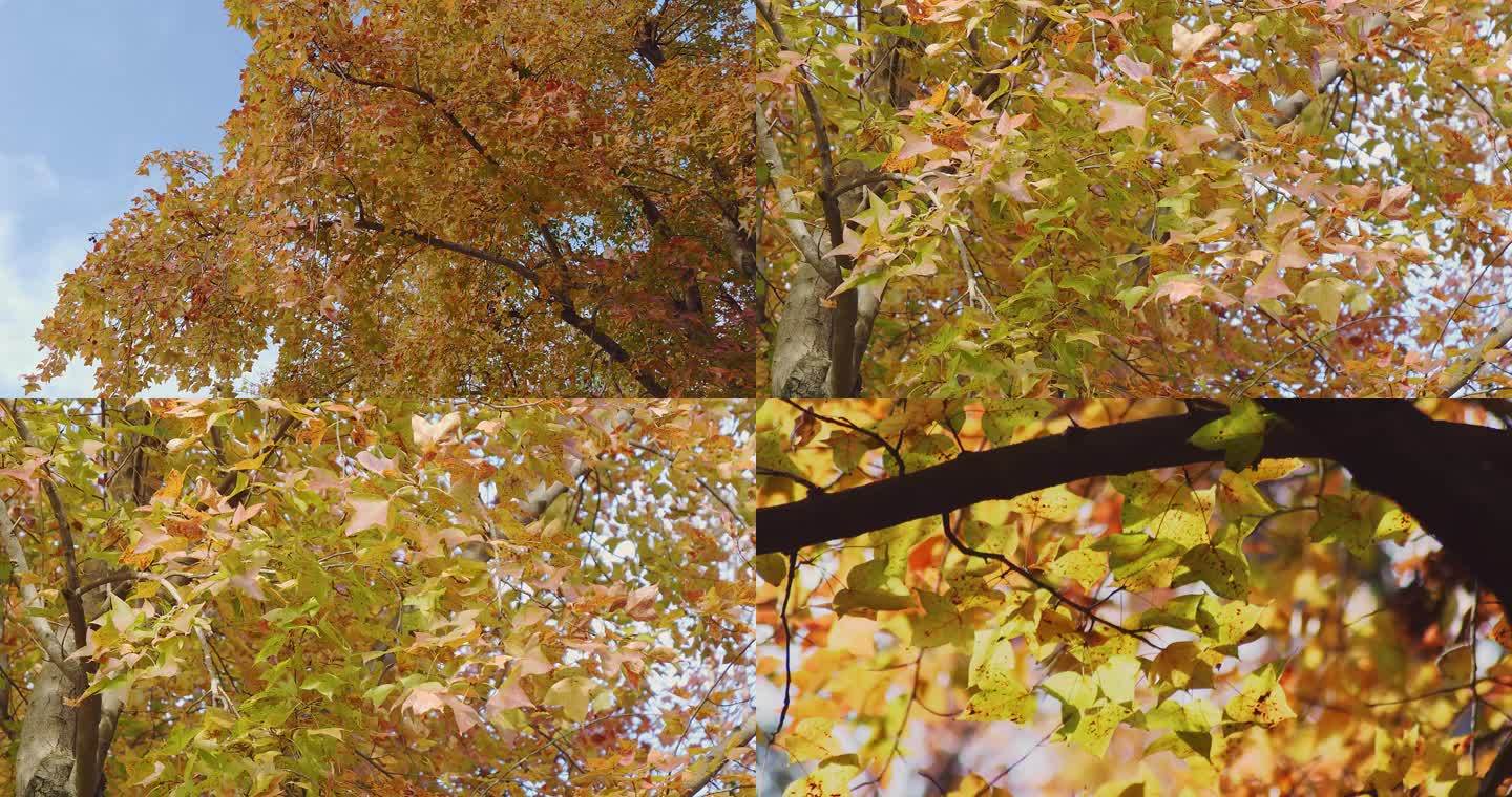 秋天公园秋景枫叶黄叶