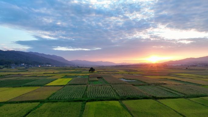 夕阳下的稻田