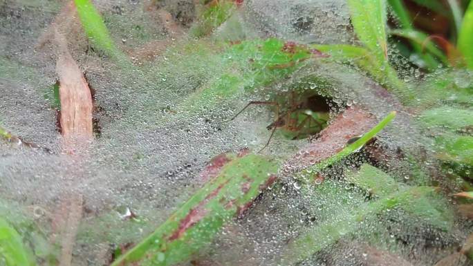 草地上的小蜘蛛