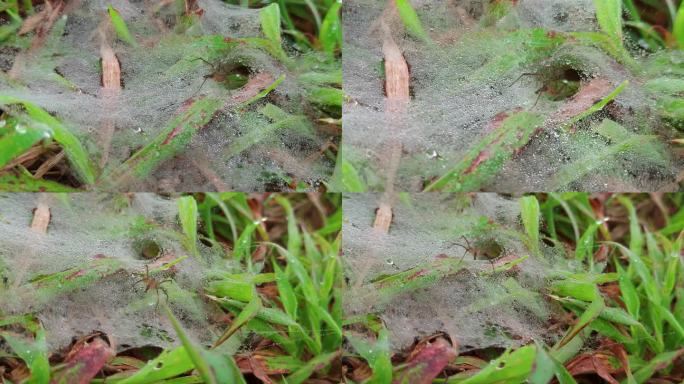 草地上的小蜘蛛