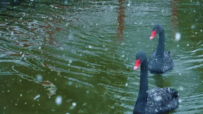 红嘴海鸥在雪中游泳慢动作
