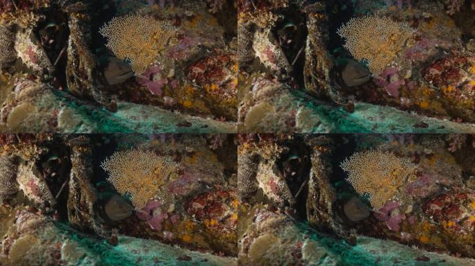 Moray鳗鱼鳗鱼海底世界珊瑚礁