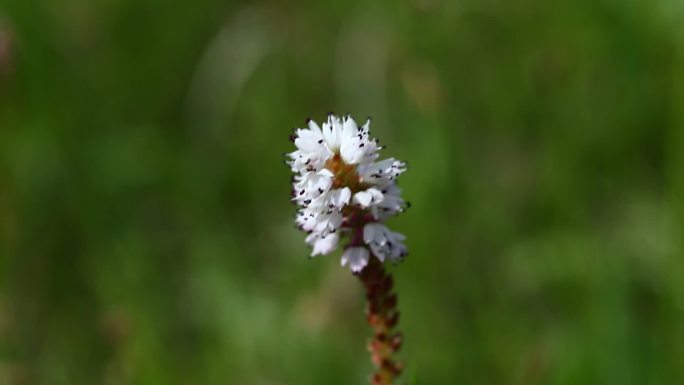 珠芽蓼 花蕾 白花 淡红花 叶 茎 植株