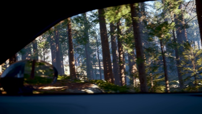 原始丛林车窗行驶景色杉树幽静空镜