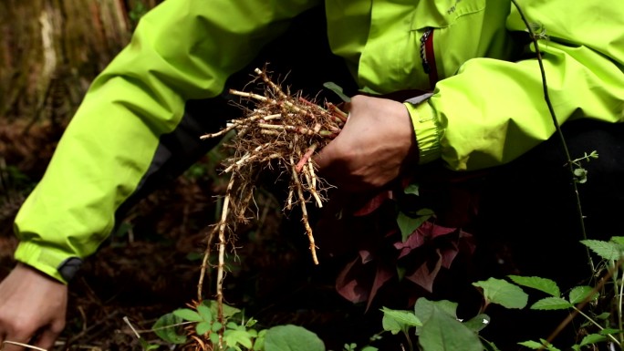 贵州美食山林采摘野生鱼腥草特写采摘过程