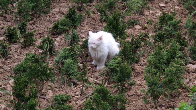白猫户外大便埋土