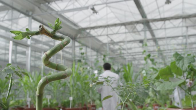 智慧农业大棚种植试验蔬菜玉米农业研究基地