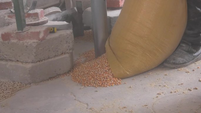 玉米粒 添加料 加工颗粒饲料 混合料