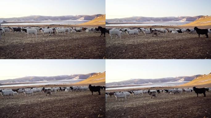 日落时分蒙古牧场上的山羊