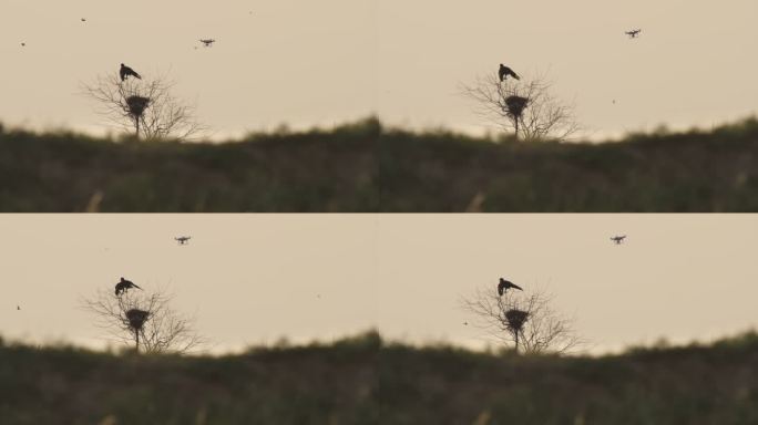 卡尔梅基亚的草原鹰和无人机