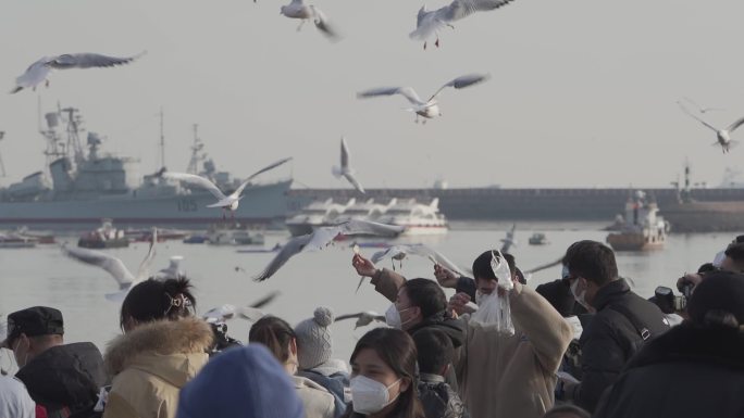 青岛栈桥海边喂海鸥的人群